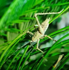 Phricta spinosa