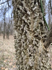 Celtis occidentalis