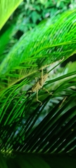 Phricta spinosa