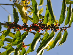 Casearia sylvestris