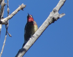 Sphyrapicus ruber × nuchalis