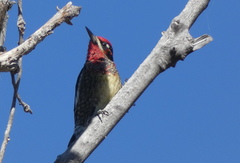 Sphyrapicus ruber × nuchalis