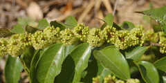 Casearia sylvestris