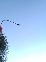 Egretta novaehollandiae