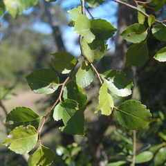 Xylosma tweediana