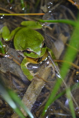 Hyla arborea