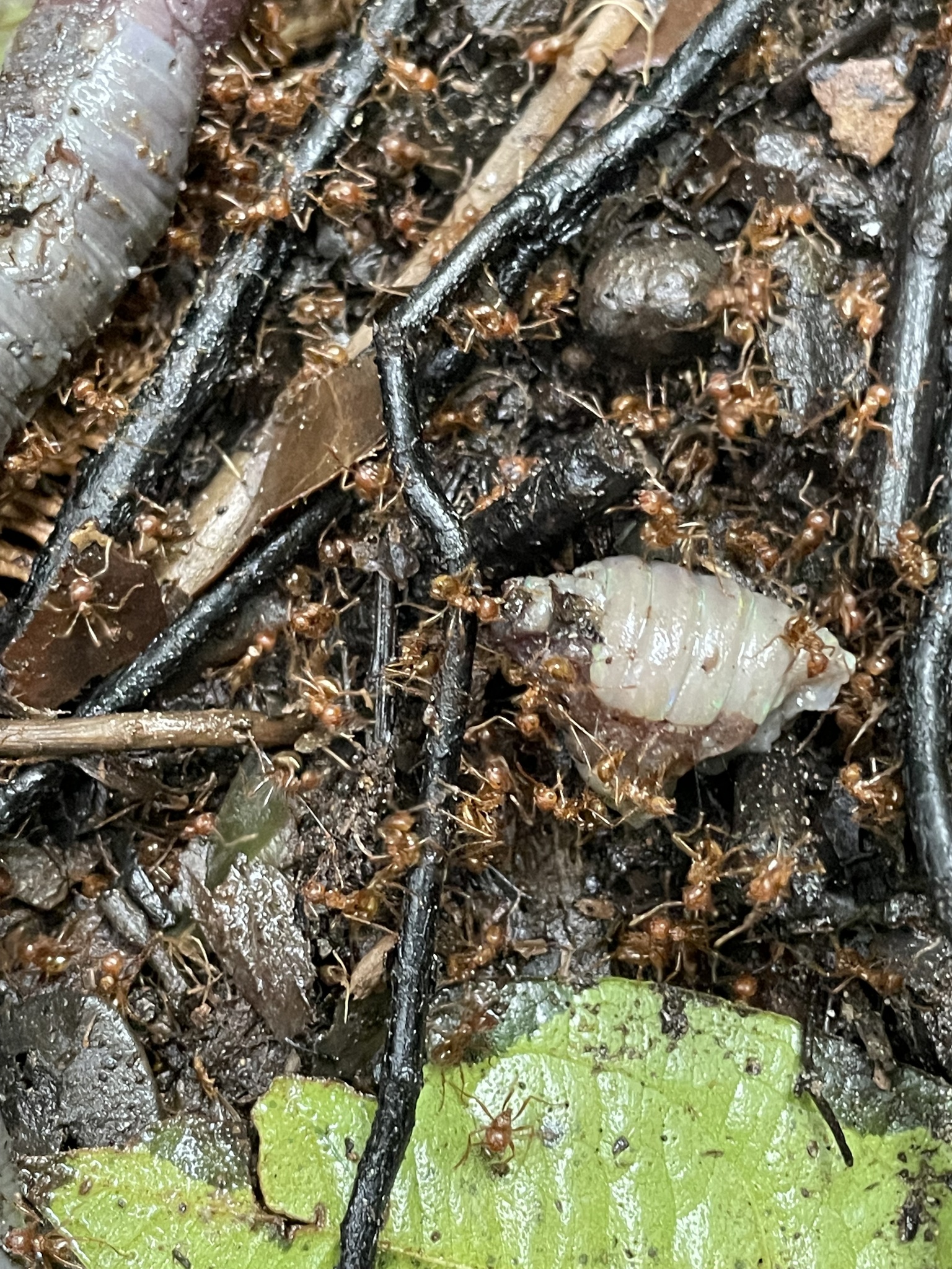Myrmicaria aphidicola