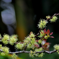 Xylosma tweediana