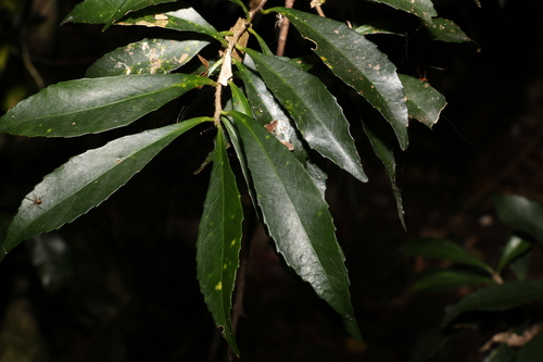 Image of Symplocos harroldii by (c) Greg Tasney, some rights reserved (CC BY-SA)