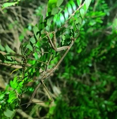 Archimantis latistyla