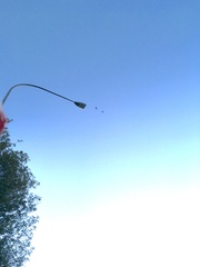 Egretta novaehollandiae