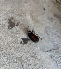 Insecta