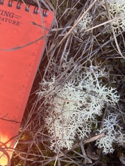 Cladonia ciliata tenuis