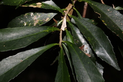Symplocos harroldii