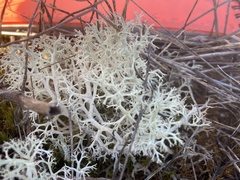 Cladonia ciliata tenuis