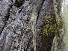 Alectoria sarmentosa