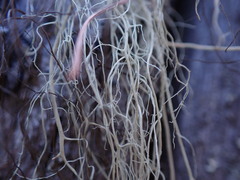 Alectoria sarmentosa