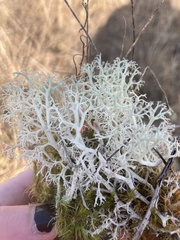 Cladonia ciliata tenuis
