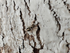 Metaphidippus