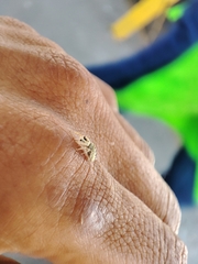 Metaphidippus