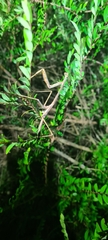 Archimantis latistyla