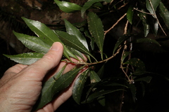 Symplocos harroldii