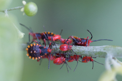 Spartocera
