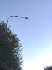 Egretta novaehollandiae