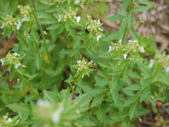 Pombalia parviflora