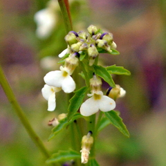 Pombalia parviflora