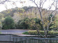 Sophora microphylla