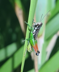 Methiolopsis geniculata