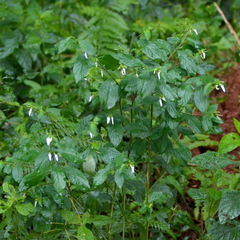 Pombalia communis
