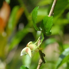 Anchietea pyrifolia