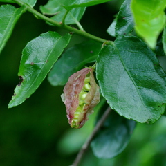 Anchietea pyrifolia