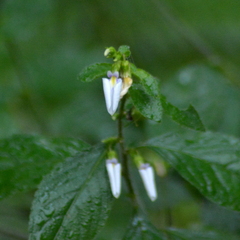Pombalia communis