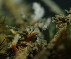 Cladonia polydactyla