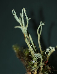Cladonia polydactyla
