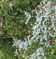 Cladonia polydactyla