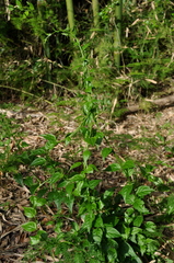 Anchietea pyrifolia