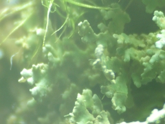 Cladonia polydactyla