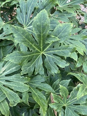 Fatsia japonica