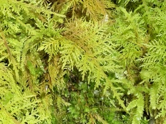Thuidium tamariscinum