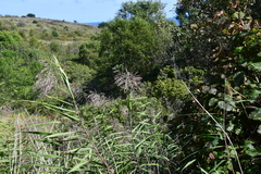 Phragmites japonicus