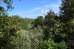 Phragmites japonicus