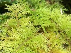 Thuidium tamariscinum