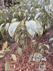 Stachyurus