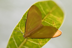 Eubaphe