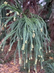 Cryptomeria
