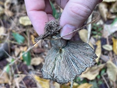 Lactarius paradoxus